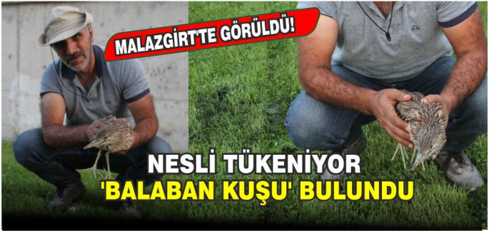 Malazgirt’te nesli tükenmekte olan 'balaban kuşu' bulundu