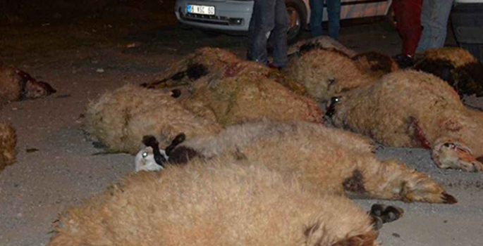 Malazgirt’te otomobil koyun sürüsüne daldı: Onlarca koyun telef oldu!