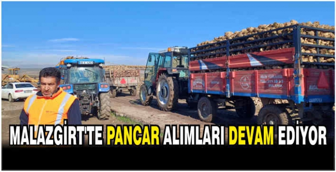 Malazgirt'te pancar alımları devam ediyor