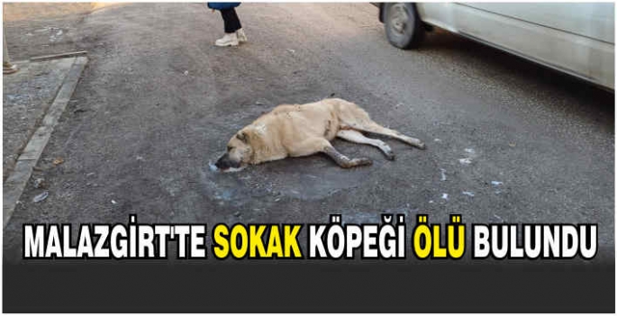 Malazgirt’te, sokak köpeği ölü bulundu