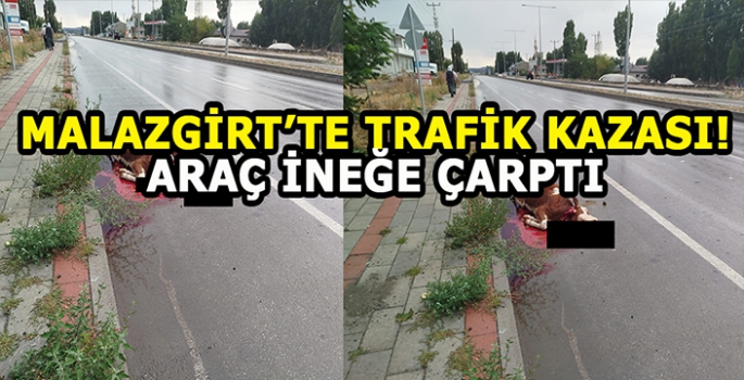 Malazgirt’te trafik kazası: Araç ineğe çarptı!