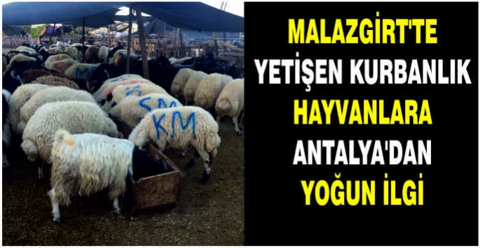 Malazgirt’te yetişen kurbanlık hayvanlara Antalya’dan yoğun ilgi
