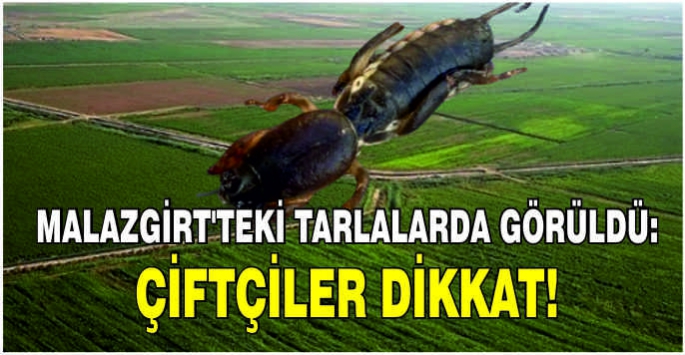 Malazgirt'teki tarlalarda görüldü: Çiftçiler dikkat!