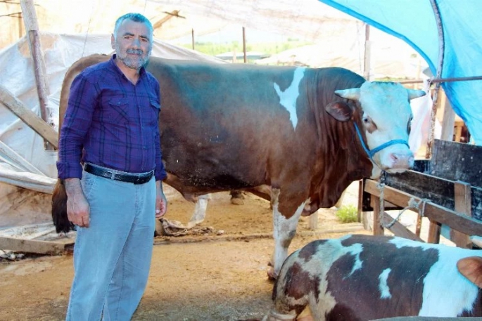 Malazgirt'ten Yalova'ya giden kurbanlıklar alıcılarını bekliyor!