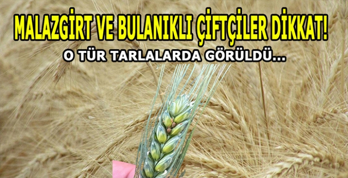 Malazgirt ve Bulanıklı Çiftçiler dikkat! : O tür tarlalarda görüldü!