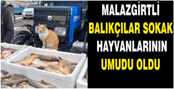 Malazgirtli balıkçılar sokak hayvanlarının umudu oldu