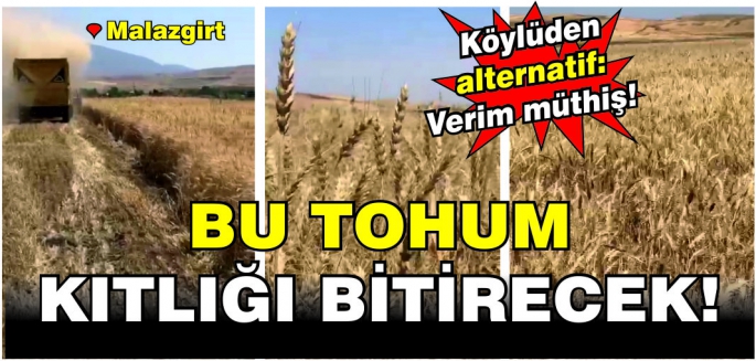 Malazgirtli çiftçinin cebi para dolacak: Adaksu’da ekilen tohumun verimi şaşırttı!