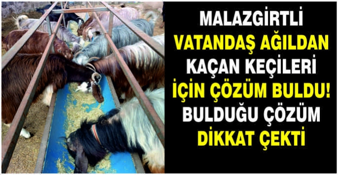 Malazgirtli vatandaş ağıldan kaçan keçileri için çözüm buldu! Bulduğu çözüm dikkat çekti