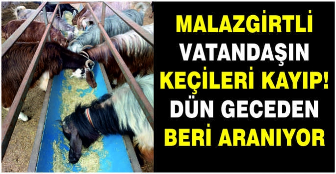 Malazgirtli Vatandaşın Keçileri Kayıp! Dün geceden beri aranıyor