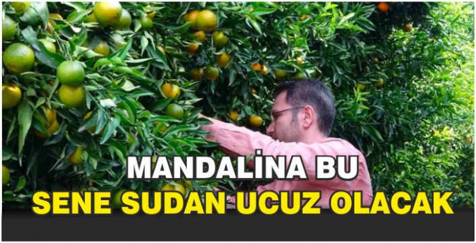 Mandalina bu sene sudan ucuz olacak