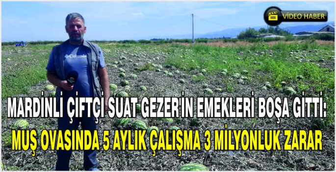 Mardinli çiftçi Suat Gezer’in emekleri boşa gitti: Muş ovasında 5 Aylık çalışma 3 milyonluk zarar