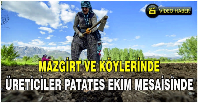 Mazgirt köylerinde üreticiler patates ekim mesaisinde