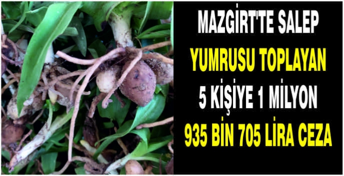 Mazgirt’te salep yumrusu toplayan 5 kişiye 1 milyon 935 bin 705 lira ceza