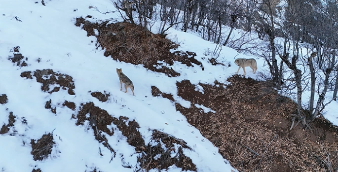 Munzur Vadisi Milli Parkı'nda yiyecek arayan kurtlar dronla görüntülendi