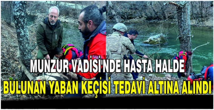 Munzur Vadisi'nde hasta halde bulunan yaban keçisi tedavi altına alındı