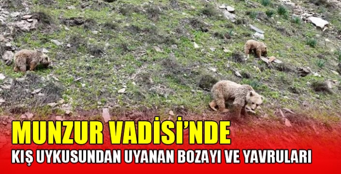 Munzur Vadisi'nde kış uykusundan uyanan bozayı ve yavruları 