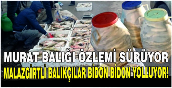 Murat balığı özlemi sürüyor: Malazgirtli balıkçılar bidon bidon yolluyorlar!