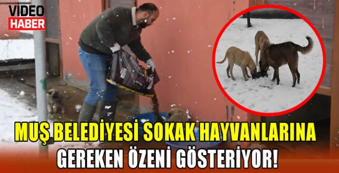 Muş Belediyesi sokak hayvanlarına gereken özeni gösteriyor!