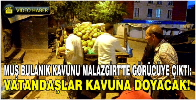 Muş Bulanık kavunu Malazgirt’te görücüye çıktı: Vatandaşlar kavuna doyacak!