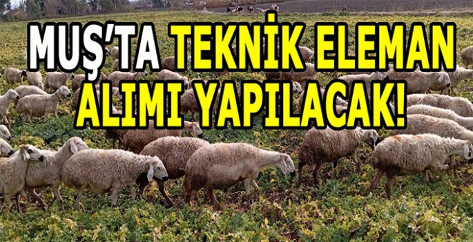 Muş Damızlık Koyun Keçi Yetiştiricileri Birliği teknik eleman alımı yapacak: Son başvuru 20 Kasım!