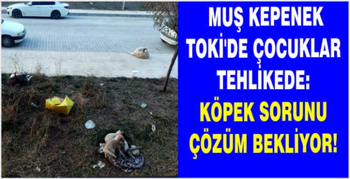 Muş Kepenek TOKİ’de çocuklar tehlikede: Köpek sorunu çözüm bekliyor!