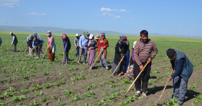 Muşlu tarım işçisi kadınların pancar ekim mesaisi