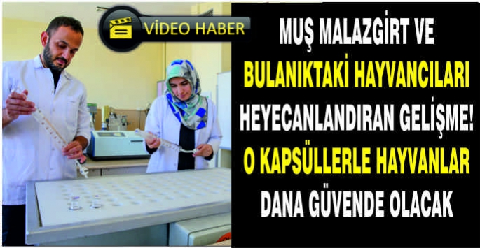 Muş Malazgirt ve Bulanıktaki hayvancıları heyecanlandıran gelişme! O kapsüllerle hayvanlar dana güvende olacak