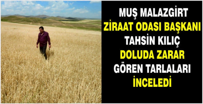  Muş Malazgirt Ziraat Odası Başkanı Tahsin Kılıç doluda zarar gören tarlaları inceledi