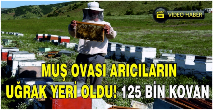 Muş Ovası arıcıların uğrak yeri oldu! 125 Bin kovan