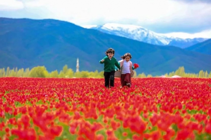 Muş Ovası Lalelerle Kırmızıya Büründü