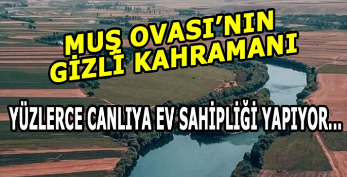 Muş Ovası’nın gizli kahramanı: Yüzlerce canlının barınağı! 