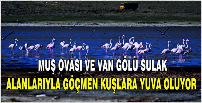 Muş Ovası ve Van Gölü sulak alanlarıyla göçmen kuşlara yuva oluyor