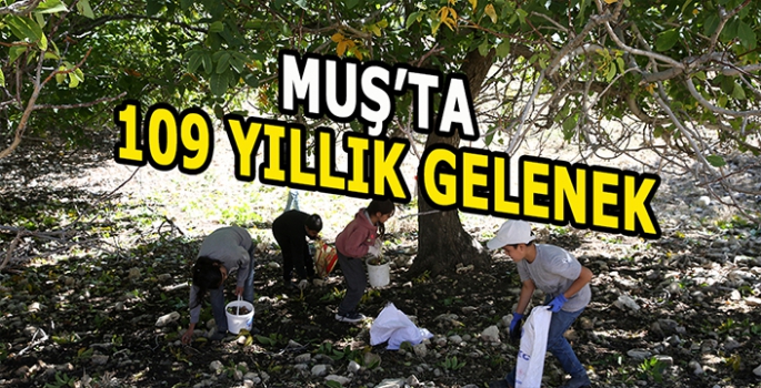 Muş’ta 109 yıllık gelenek: 5 Bin ağaçta hasat başladı!