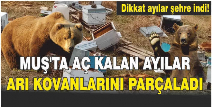 Muş’ta aç kalan ayılar arı kovanlarını parçaladı