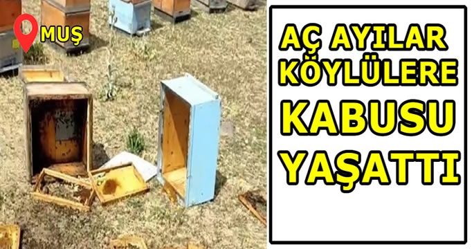 Muş'ta aç kalan ayılar kovanları parçaladı