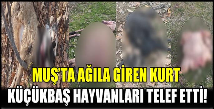 Muş’ta ağıla giren kurt küçükbaş hayvanları telef etti!