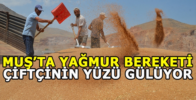 Muş'ta bahar yağmurları: Çiftçilerin yüzünü gülüyor