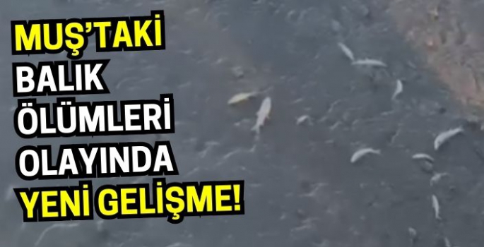 Muş’ta balık ölümlerinin sebebi araştırılıyor: Tarım ve Orman Müdürlüğü’nden açıklama!