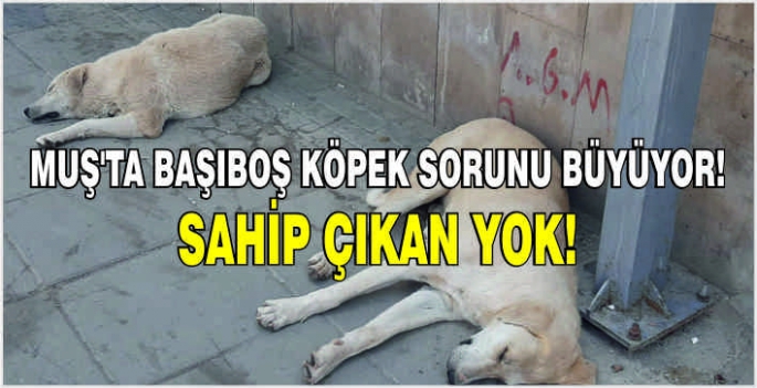 Muş'ta başıboş köpek sorunu büyüyor! Sahip çıkan yok!