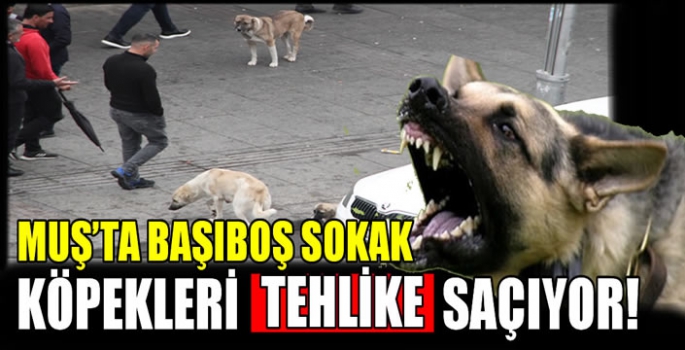 Muş’ta başıboş sokak köpekleri tehlike saçıyor!