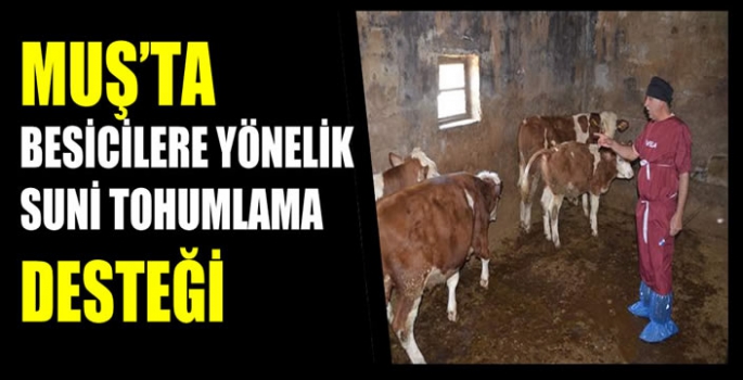 Muş'ta besicilere yönelik suni tohumlama desteği : 4 bin 655 suni tohumlama…