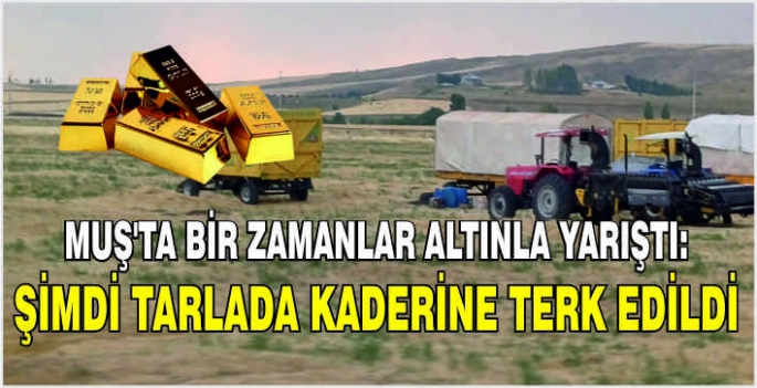 Muş'ta bir zamanlar altınla yarıştı: Şimdi tarlada kaderine terk edildi