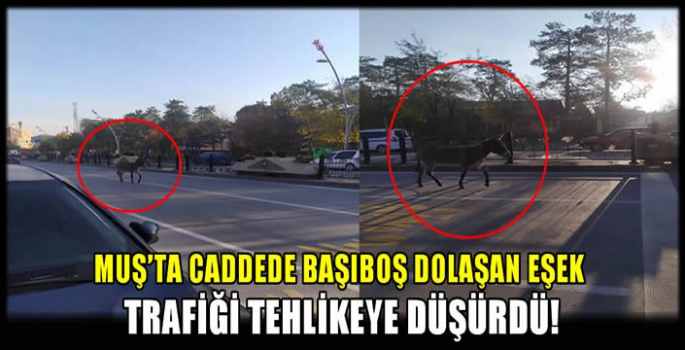 Muş’ta Caddede başıboş dolaşan eşek trafiği tehlikeye düşürdü!