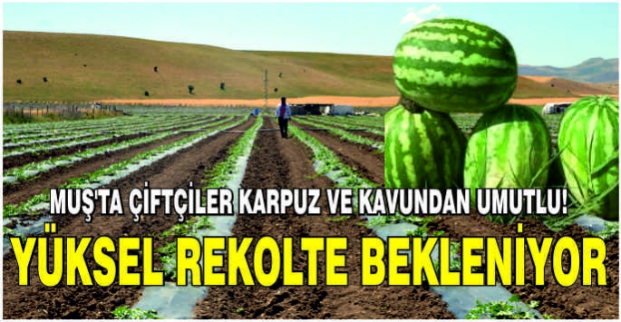 Muş'ta çiftçiler karpuz ve kavundan umutlu! Yüksek rekolte bekleniyor