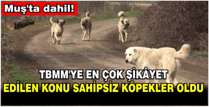 Muş’ta dahil! TBMM'ye en çok şikâyet edilen konu sahipsiz köpekler oldu