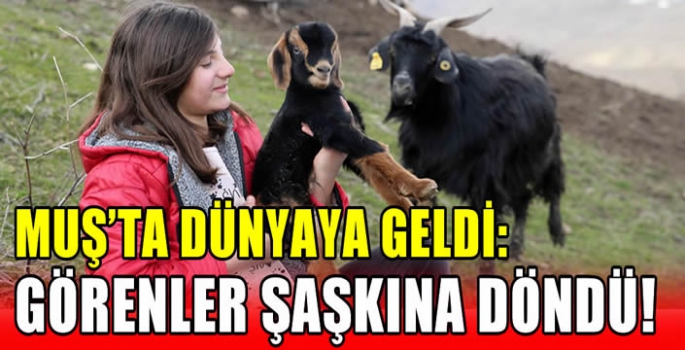 Muş’ta dünyaya geldi: Görenler şaşkına döndü!