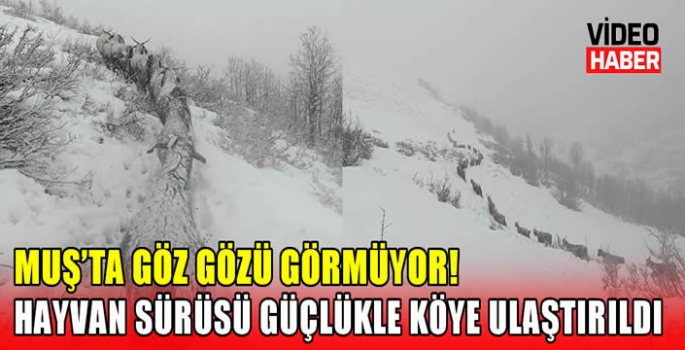 Muş'ta göz gözü görmüyor! Hayvan sürüsü güçlükle köye ulaştırıldı