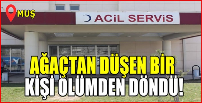 Muş’ta güz armutu toplarken ağaçtan düşen bir kişi ölümden döndü!