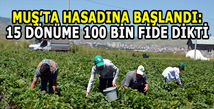 Muş’ta hasadı başladı: 15 dönüme 100 bin fide dikmişti