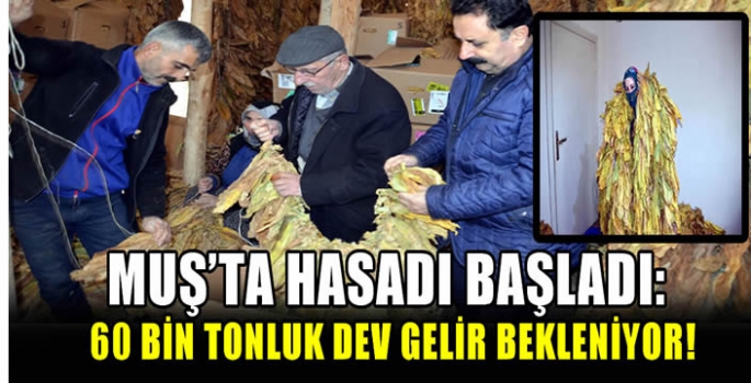 Muş'ta hasadı başladı: 60 bin tonluk dev gelir bekleniyor!